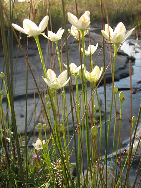 flowers_Manatoulin_island